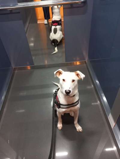 Hunde Porträt (Portrait) Galerie....-Beitrag-Bild