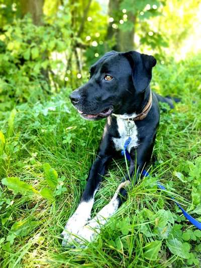 Auslandstierschutz-Beitrag-Bild