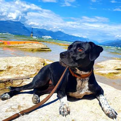 Dogorama Photo Challenge - Tierischer Urlaub-Beitrag-Bild