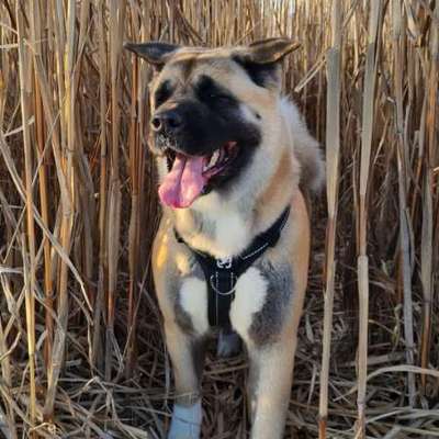 American Akita-Beitrag-Bild
