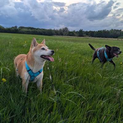 Hundetreffen-Entspanntes Gassi-Bild