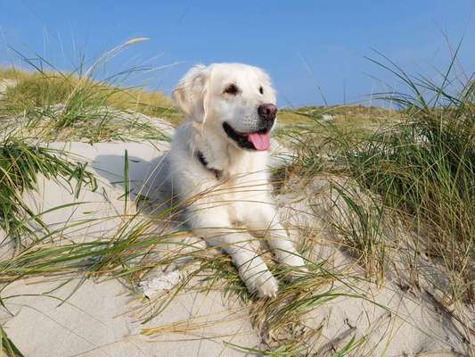 Die Dogorama Kalender Challenge Titelbild-Beitrag-Bild