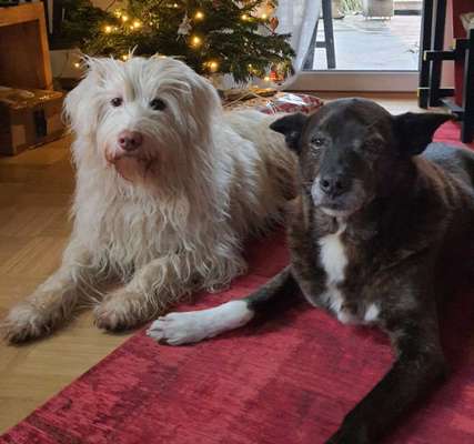 Mehrere Hunde zuhause !-Beitrag-Bild