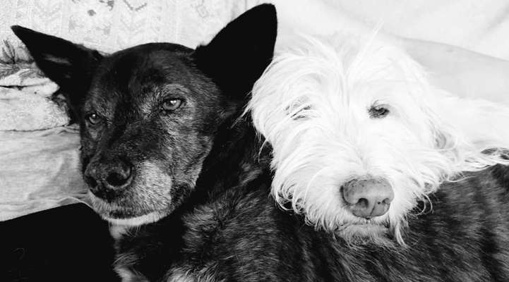 Foto-Challenge 76: Foto in Schwarz-Weiss-Beitrag-Bild