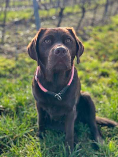 Hundetreffen-Gassi und Spielen mit Bailey-Bild