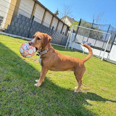 Hundetreffen-Sehr soziale Hündin sucht Spielgefährten und Gassi-Freunde-Bild