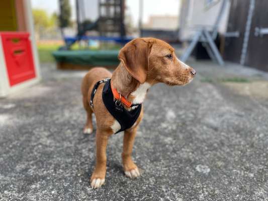 Hundetreffen-Wir suchen Spielkameraden und Gassi Kumpel-Bild