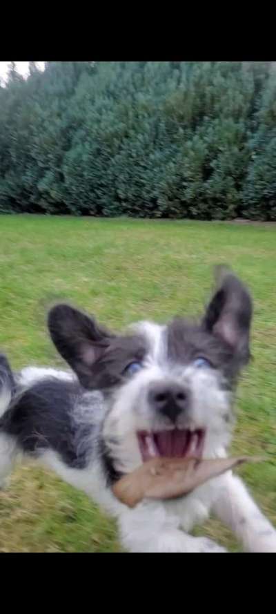 Zeigt mir die tollste Nahaufnahme von eurer Fellnase-Beitrag-Bild