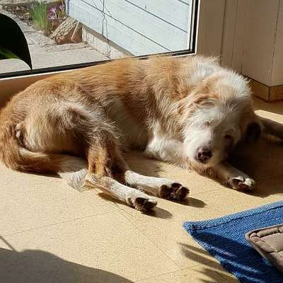 Hundetreffen-Toffee sucht Kontakt-Bild