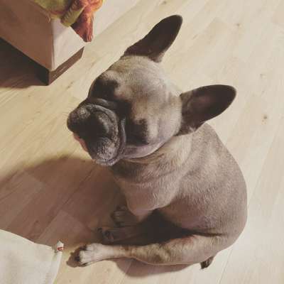 Französische Bulldoggen-Beitrag-Bild