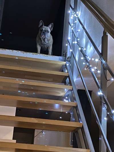 Französische Bulldoggen-Beitrag-Bild