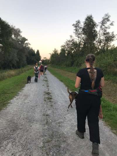 Giftköder-Social Walk-Bild