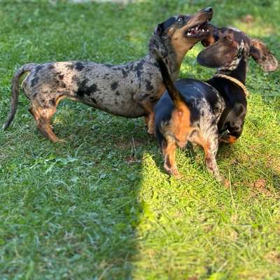 Hundetreffen-Spielrunde für kleine Hunde-Bild