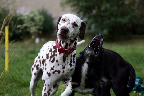 Hundetreffen-Dalmatiner Treff auf dem Tempelhofer Feld-Bild