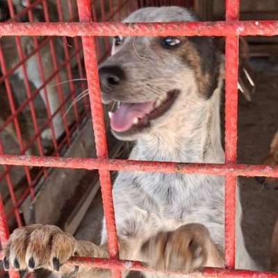 Tierschutzhunde suchen ein Zuhause-Beitrag-Bild