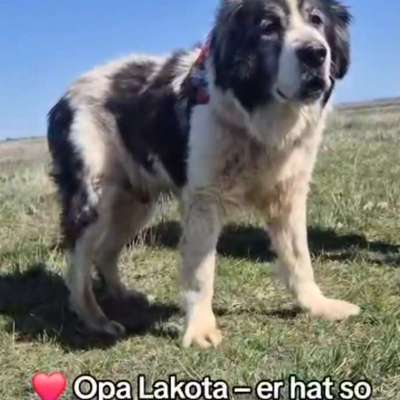 Tierschutzhunde suchen ein Zuhause-Beitrag-Bild