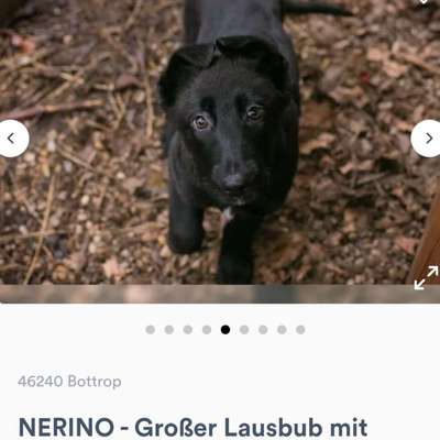 Tierschutzhunde suchen ein Zuhause-Beitrag-Bild