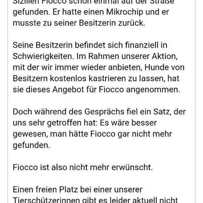 Tierschutzhunde suchen ein Zuhause-Beitrag-Bild