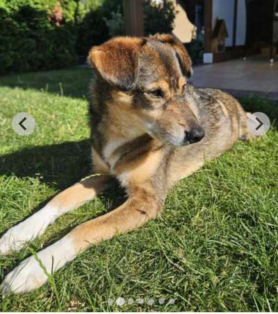 Tierschutzhunde suchen ein Zuhause-Beitrag-Bild