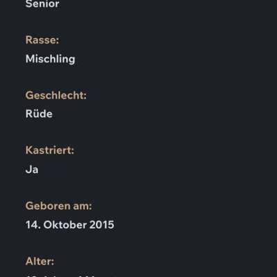 Tierschutzhunde suchen ein Zuhause-Beitrag-Bild