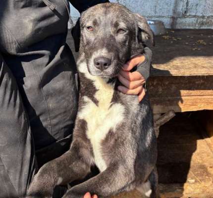 Tierschutzhunde suchen ein Zuhause-Beitrag-Bild