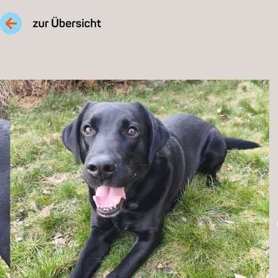 Tierschutzhunde suchen ein Zuhause-Beitrag-Bild