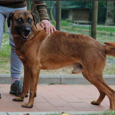 Tierschutzhunde suchen ein Zuhause-Beitrag-Bild