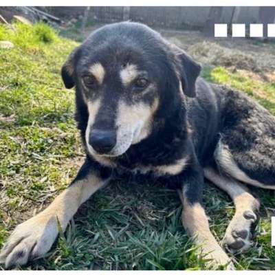 Tierschutzhunde suchen ein Zuhause-Beitrag-Bild