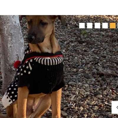 Tierschutzhunde suchen ein Zuhause-Beitrag-Bild