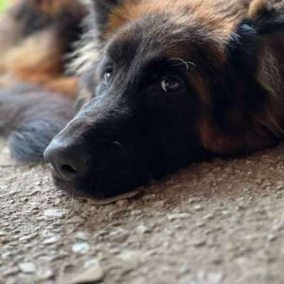 Tierschutzhunde suchen ein Zuhause-Beitrag-Bild