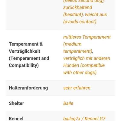 Tierschutzhunde suchen ein Zuhause-Beitrag-Bild