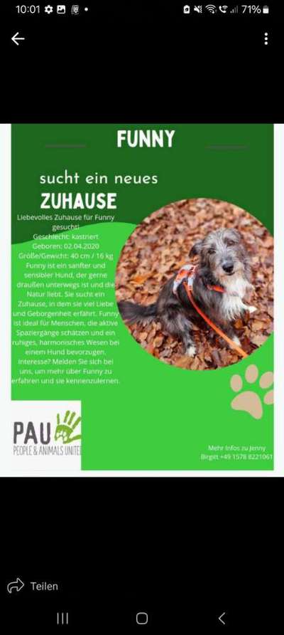 Tierschutzhunde suchen ein Zuhause-Beitrag-Bild