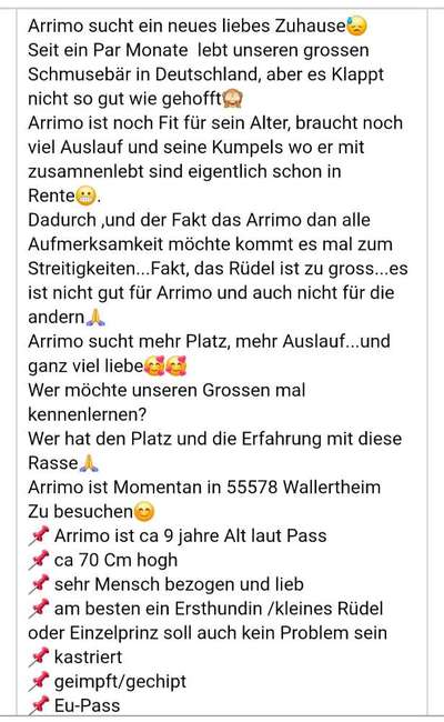 Tierschutzhunde suchen ein Zuhause-Beitrag-Bild