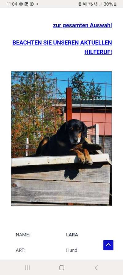 Tierschutzhunde suchen ein Zuhause-Beitrag-Bild