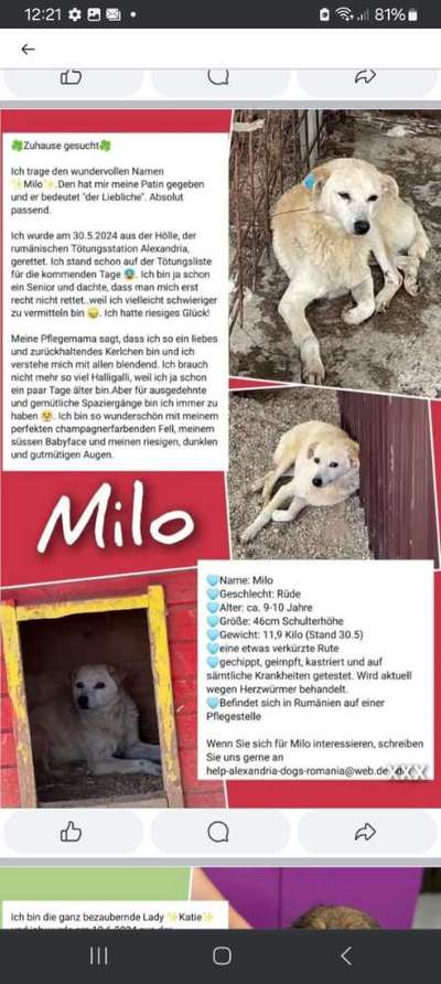 Tierschutzhunde suchen ein Zuhause-Beitrag-Bild