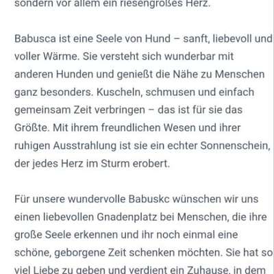 Tierschutzhunde suchen ein Zuhause-Beitrag-Bild