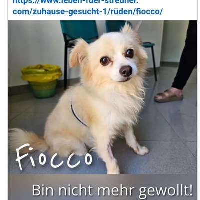 Tierschutzhunde suchen ein Zuhause-Beitrag-Bild