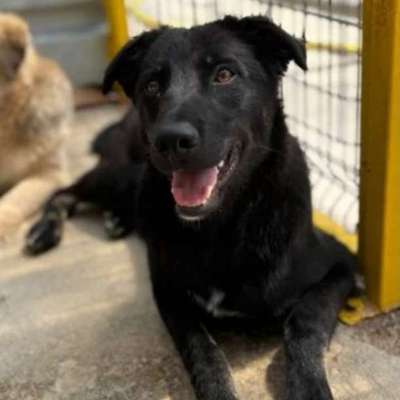 Tierschutzhunde suchen ein Zuhause-Beitrag-Bild