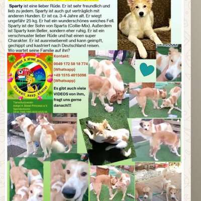 Tierschutzhunde suchen ein Zuhause-Beitrag-Bild