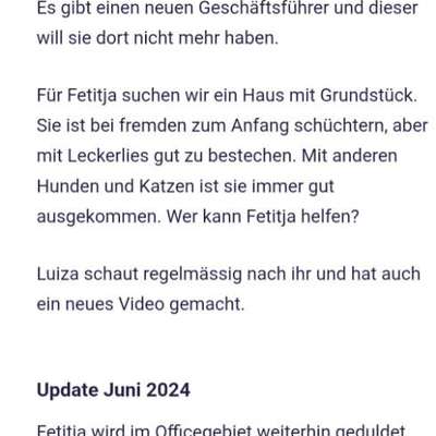 Tierschutzhunde suchen ein Zuhause-Beitrag-Bild