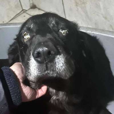 Tierschutzhunde suchen ein Zuhause-Beitrag-Bild