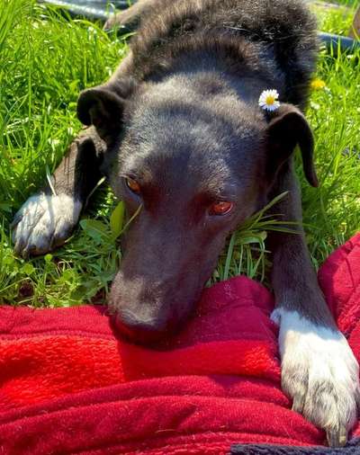 Tierschutzhunde suchen ein Zuhause-Beitrag-Bild