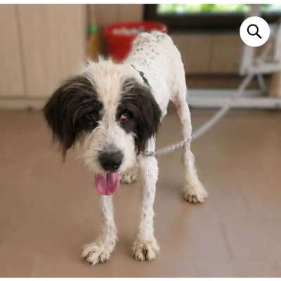 Tierschutzhunde suchen ein Zuhause-Beitrag-Bild