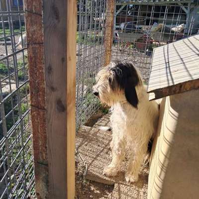 Tierschutzhunde suchen ein Zuhause-Beitrag-Bild