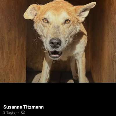 Tierschutzhunde suchen ein Zuhause-Beitrag-Bild