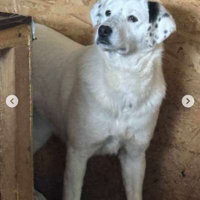 Tierschutzhunde suchen ein Zuhause-Beitrag-Bild