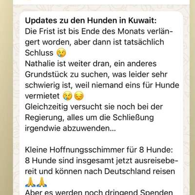 Tierschutzhunde suchen ein Zuhause-Beitrag-Bild