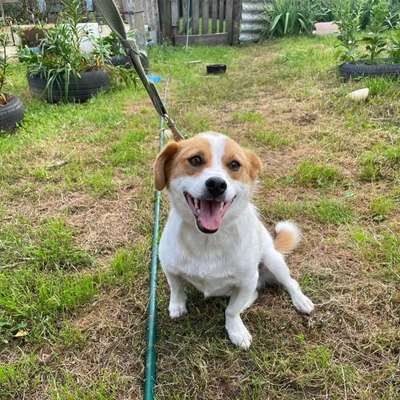 Tierschutzhunde suchen ein Zuhause-Beitrag-Bild