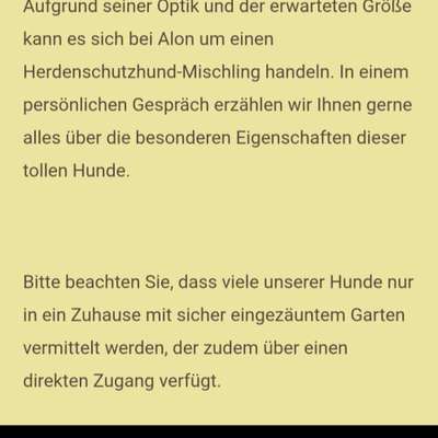 Tierschutzhunde suchen ein Zuhause-Beitrag-Bild