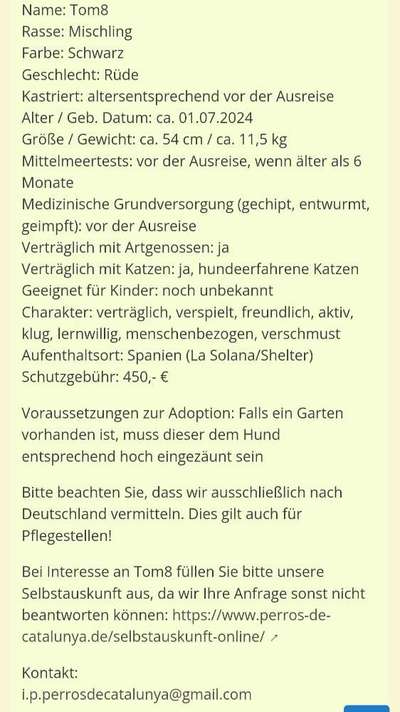 Tierschutzhunde suchen ein Zuhause-Beitrag-Bild